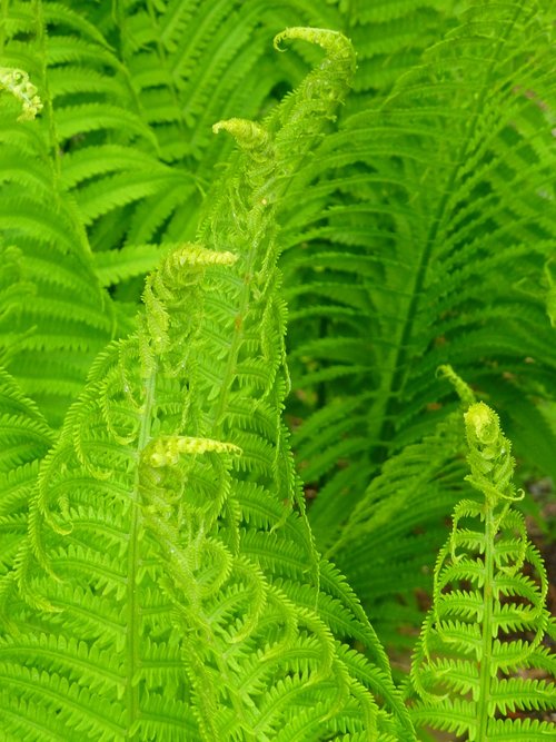 spring  green  fern