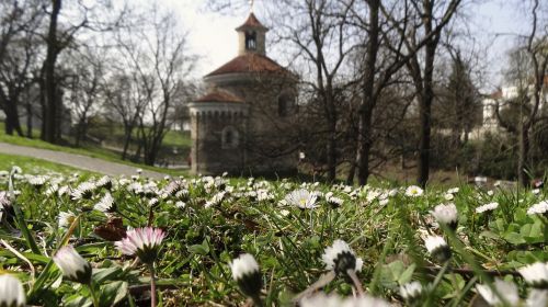 spring flowers flower