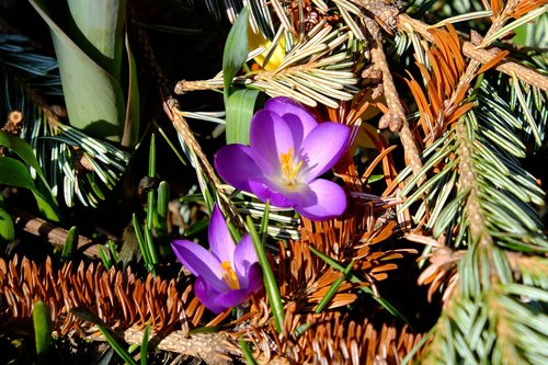 spring  crocus  flower