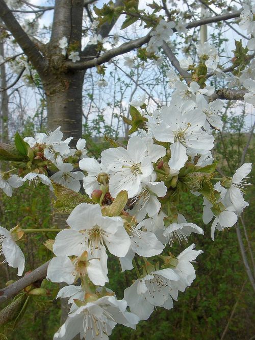 spring flowering tree white