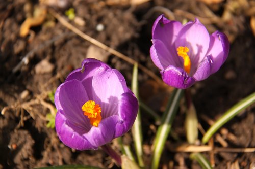 spring  crocus  purple