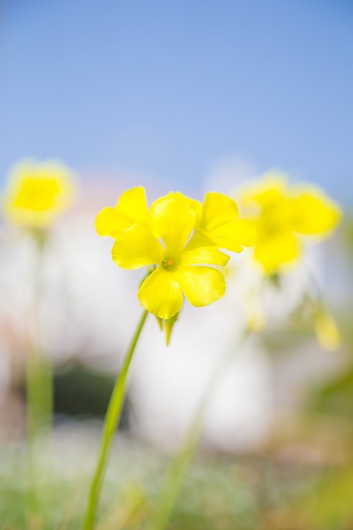 spring  flowers  nature