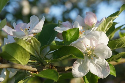 spring  fruit tree blossoming  apple blossom