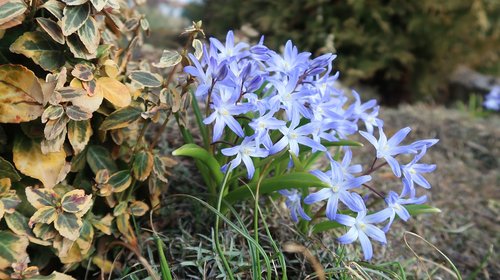 spring  nature  flowers