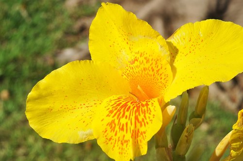 spring  flower  field