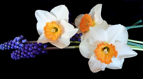 spring  flowers  daffodils