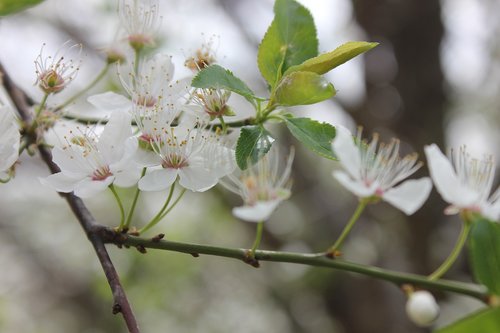 spring  flower  bloom