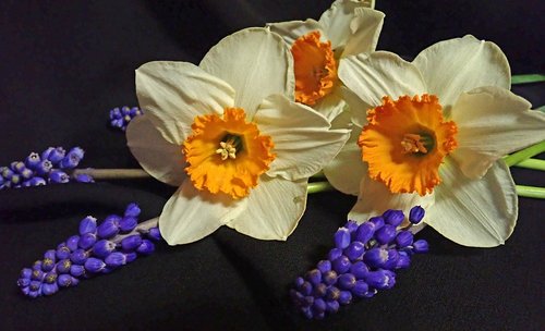 spring  bouquet  daffodils