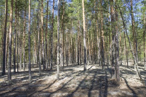 spring  forest  trees