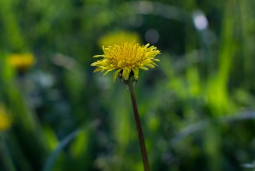 spring  bloom  nature