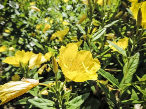 spring flower pollen