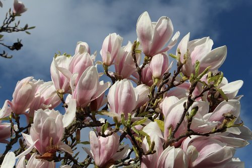 spring  flowers  magnolia