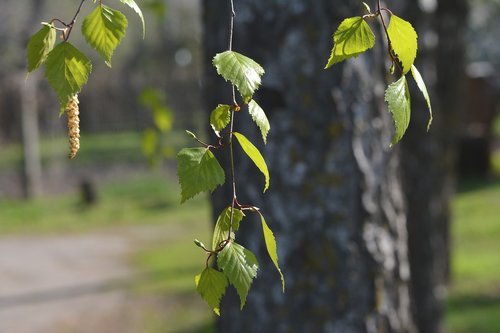 spring  birch  tree
