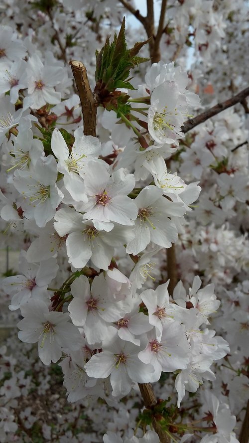 spring  flowers  blossom