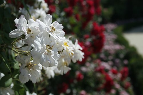 spring  flowers  floral