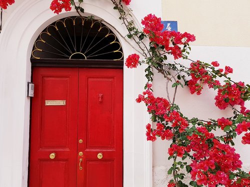 spring  flowers  red