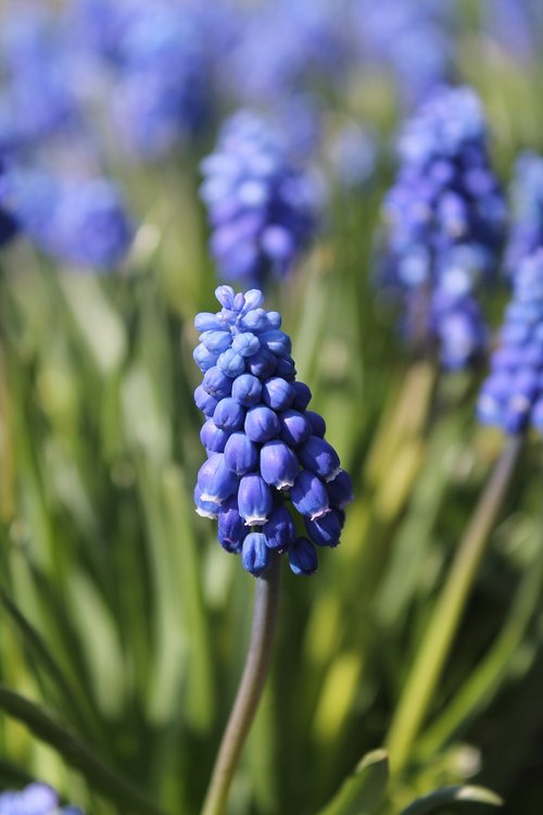 spring  flowers  flora