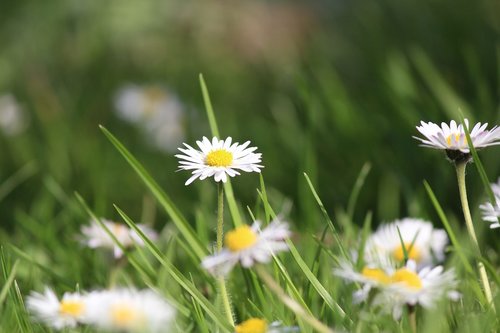 spring  flowers  meadow