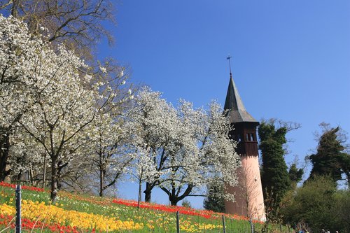 spring  flowers  tulips
