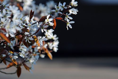 spring  flowers  nature