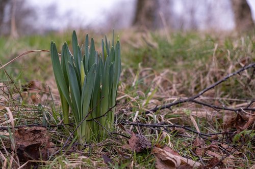 spring  snowdrop  flower