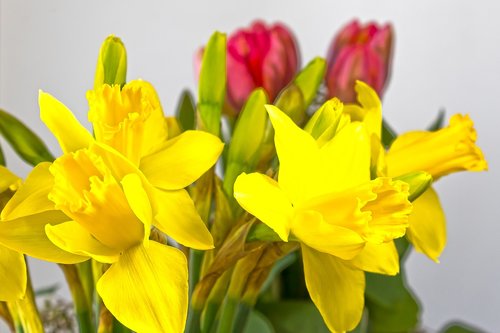 spring  narcissus  amaryllis plant