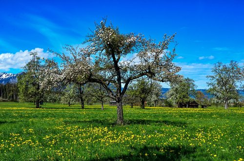 spring  tree  landscape