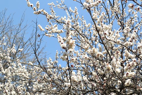 spring  flowers  tree cherry