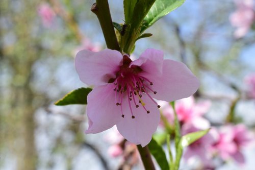 spring  flowers  pink
