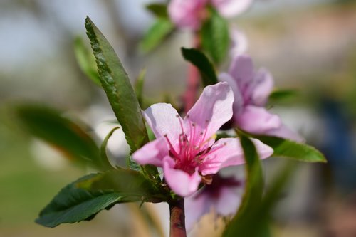 spring  flowers  pink