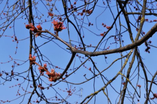 spring  nature  flowers