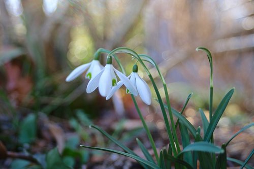 spring  early bloomer  nature