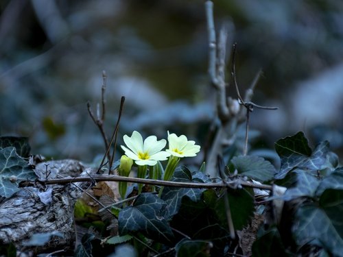 spring  trumpet  woods