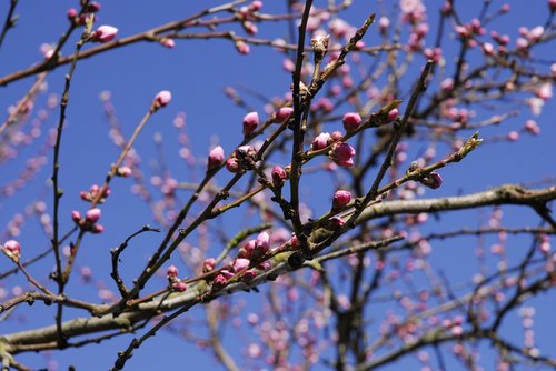 spring  japanese flowering  cherry tree
