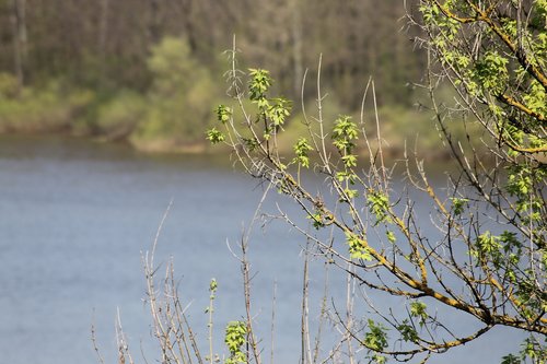 spring  trees  river