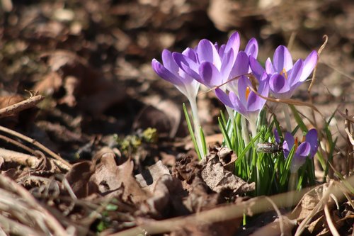 spring  flower  fly