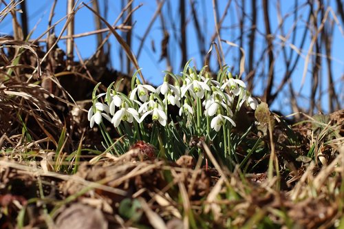 spring  snowdrop  flowers