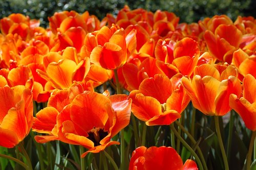 spring  color  tulips