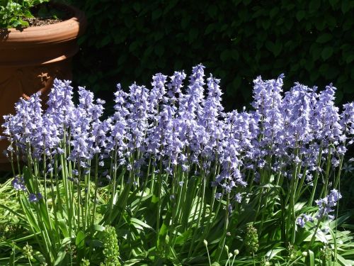 spring blue-bells nature
