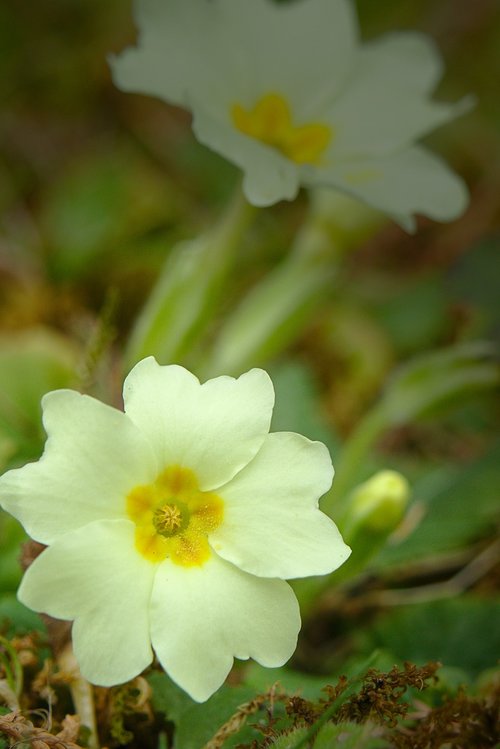 spring  cowslip  yellow