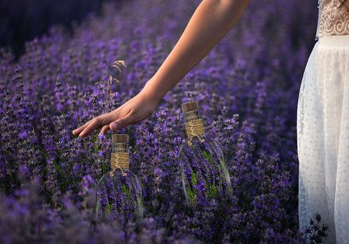 spring  lavender  flowers