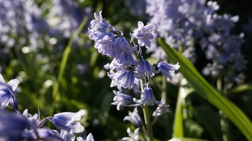 spring  nature  plant