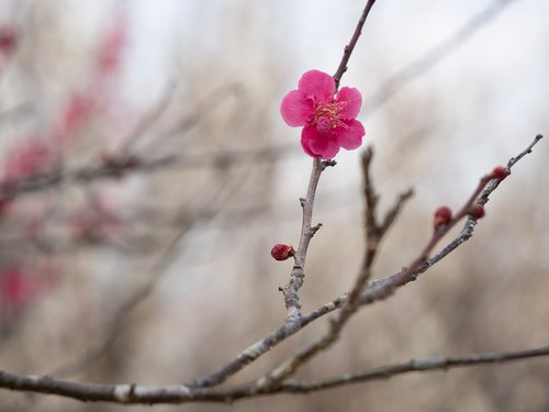 spring  plum  plum blossoms