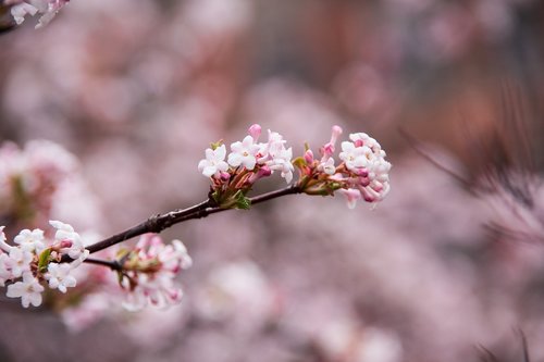 spring  nature  garden