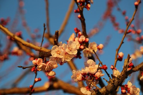 spring  apricot  flower