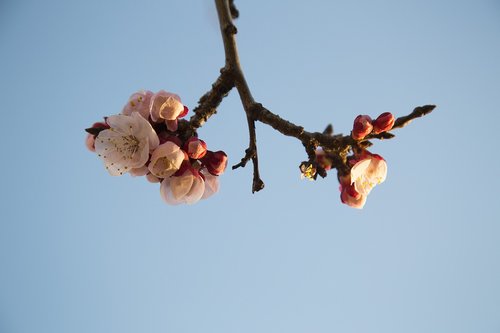 spring  apricot  flower