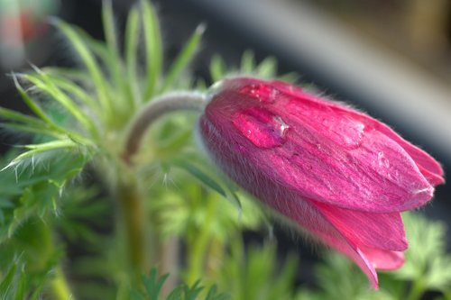 spring  pulsatilla  vulgaris