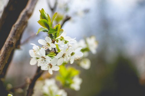 spring  blossom  bloom