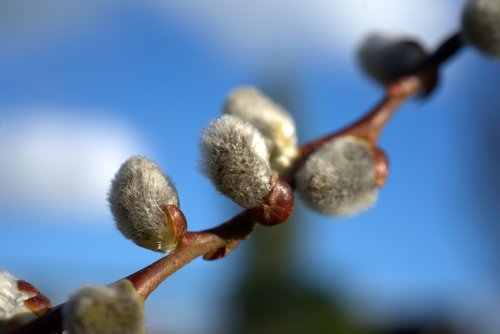 spring  willow catkin  easter