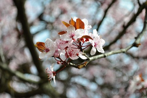 spring  flower  flowers